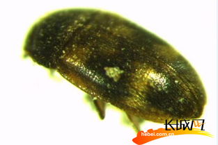 河北黃驊港口岸截獲13種外來(lái)生物 1種為全國(guó)首次