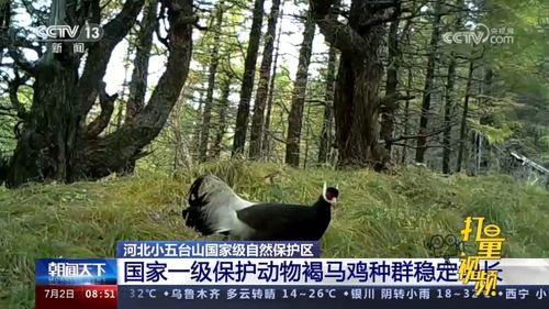 河北小五臺山國家級自然保護區 一級保護動物褐馬雞種群穩定增長