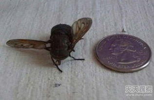 河北驚現千金 豬王 成精動物真存在