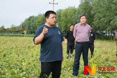 菜用大豆田間實(shí)收測(cè)產(chǎn)觀摩會(huì)在石家莊藁城區(qū)舉辦