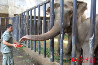 河北石家莊動物園為動物防暑降溫開 涼方