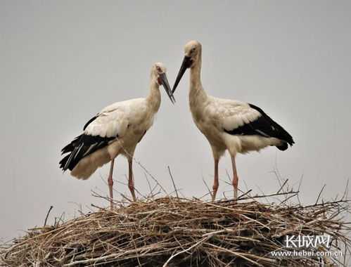 河北 加強(qiáng)候鳥保護(hù) 確保安全遷徙鳳凰網(wǎng)河北 鳳凰網(wǎng)